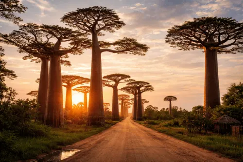 راهنمای کامل سفر به ماداگاسکار