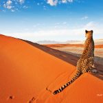 راهنمای کامل سفر به نامیبیا